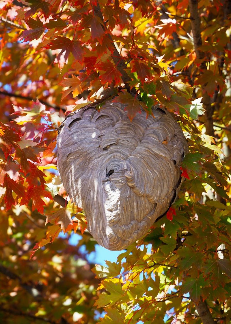 Gros nid de frelons suspendu dans un arbre — DC83 Services Var